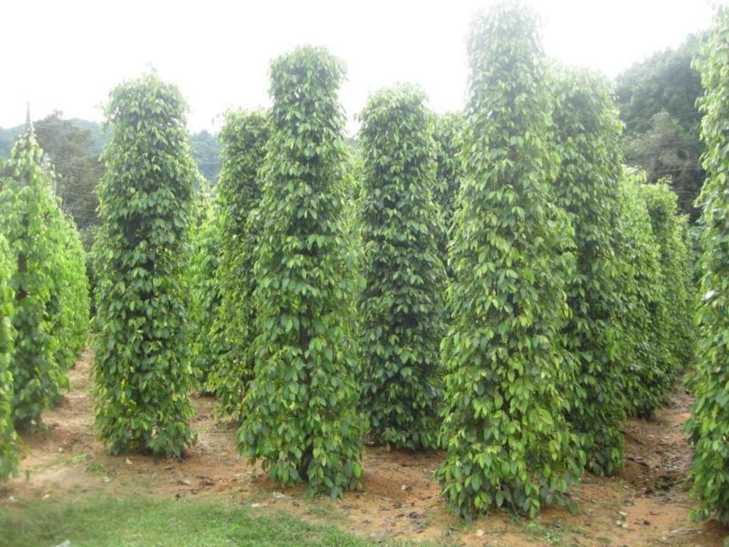 Pepper Farm Phu Quoc Bungalow Zewnętrze zdjęcie